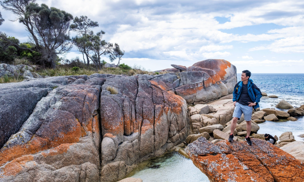 Combo Marine Wildlife Cruise + Cape Point PM Tour