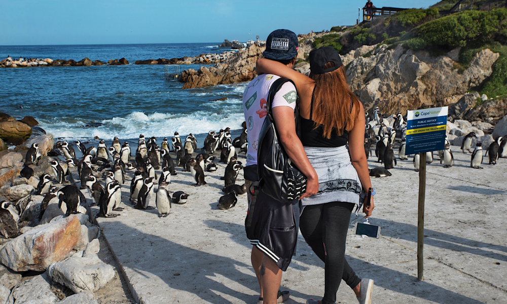 Cape Peninsula & Penguin Colony Full-Day Tour (with Lunch)