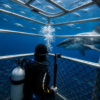 Shark Cage Diving Full-Day Tour