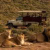 Cape Town Full-Day Safari