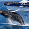 Marine Eco Tour
