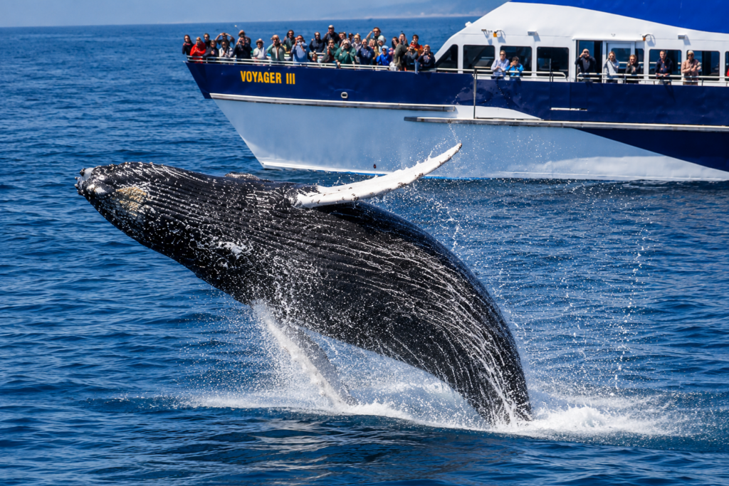 Marine Eco Tour