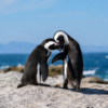 Cape Peninsula Half Day Tour