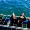 Simon's Town Shark Cage Diving Half-Day