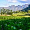Winelands Full day
